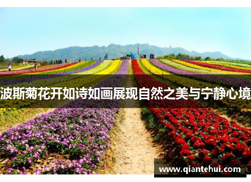 波斯菊花开如诗如画展现自然之美与宁静心境